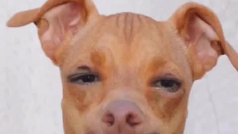 Me as a dog