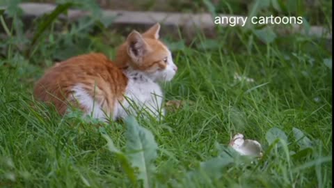 cute (animals) | ncs background music || free_safe vlog music || funny cat animal