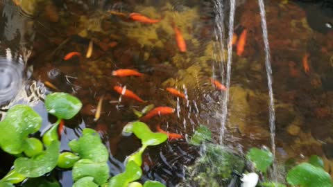 Morning feeding time