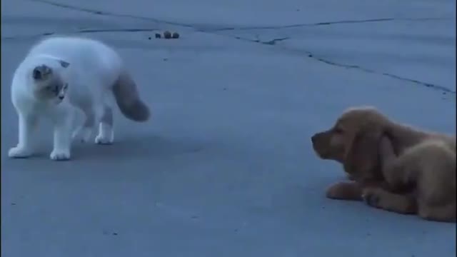 dog and cat video