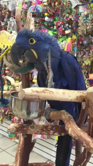 Hyacinth In Pet Store