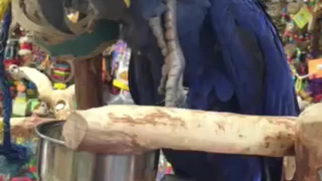 Hyacinth In Pet Store