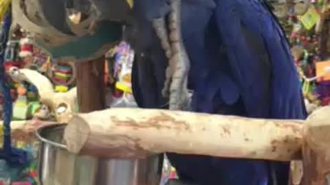 Hyacinth In Pet Store