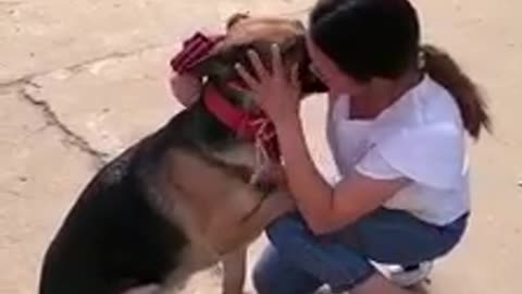 Good and clever dog video