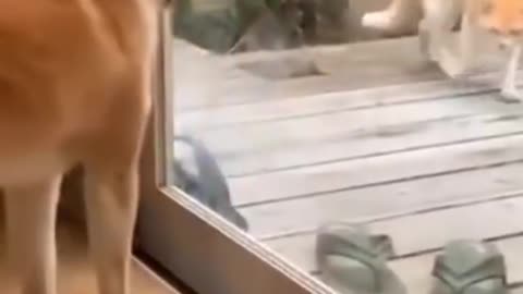 💞😆Cats and dogs fighting very funny😂|| Try not to laugh |