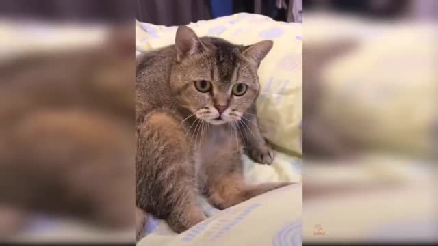 Shocking cat