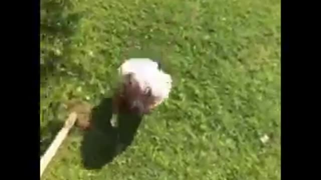 Man dances on wood fire