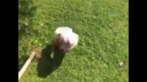 Man dances on wood fire