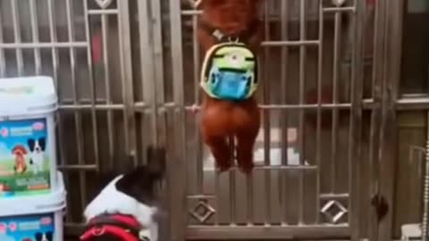 Funny Dog