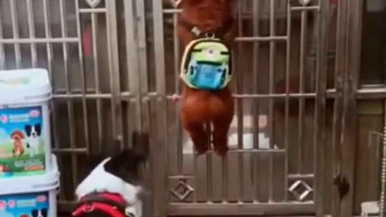 Funny Dog