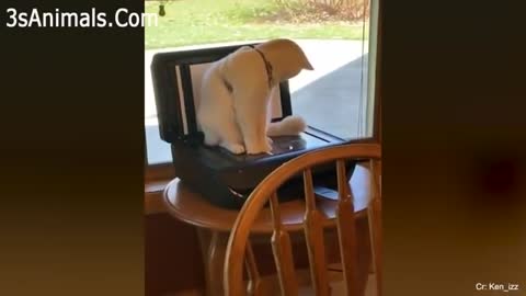 Watch this cats goes crazy😂, really funny, this will make you laugh so hard.