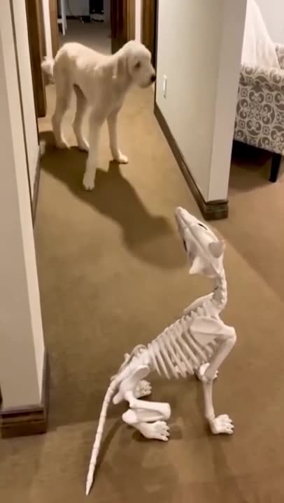 Funny animal video comedy 😂