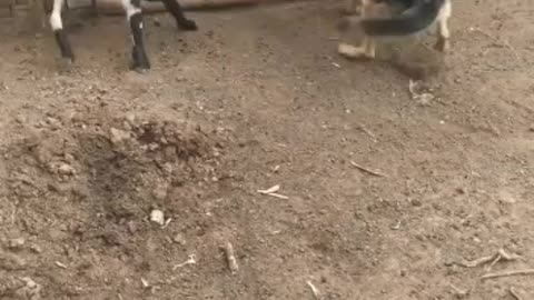 Sheep and dog fighting
