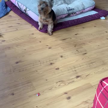 Yorkie wants to play!