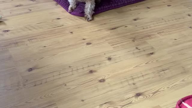 Yorkie wants to play!