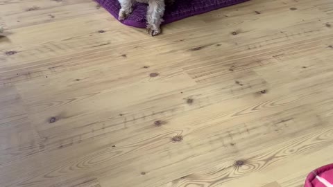Yorkie wants to play!