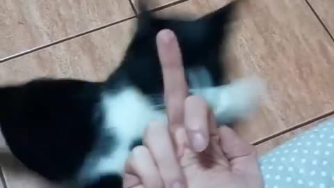 See cat reaction 😂😂😂😂
