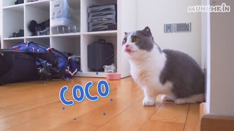 Cat Intelligence Test! Are Cats Smart?