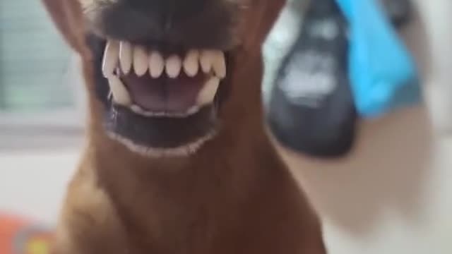 Silly dogg