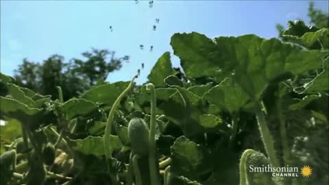 The Squirting Cucumber