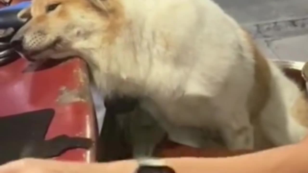 The dog's thoughts are written all over its face