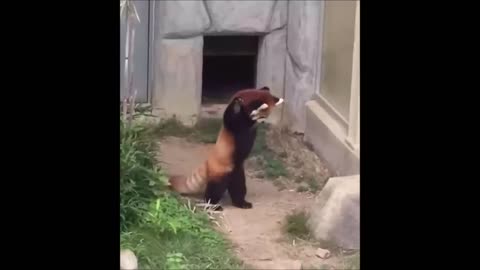 CUTE RED PANDA
