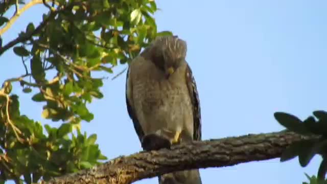 Red shouldered hawk eating a mold for dinner