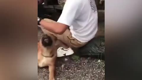 Funny animal videos