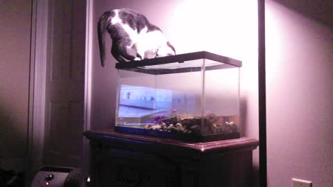 Cat tries to get tutle
