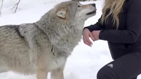 Animal Lover | Dog | Pet | Viral Pet video