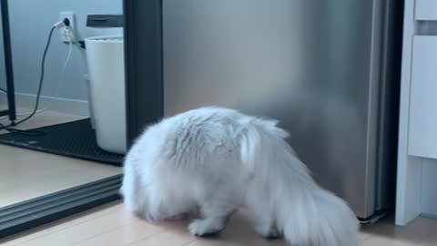 The cute cat is playing soccer with a fur ball