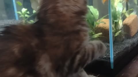 Kitten love fishtank