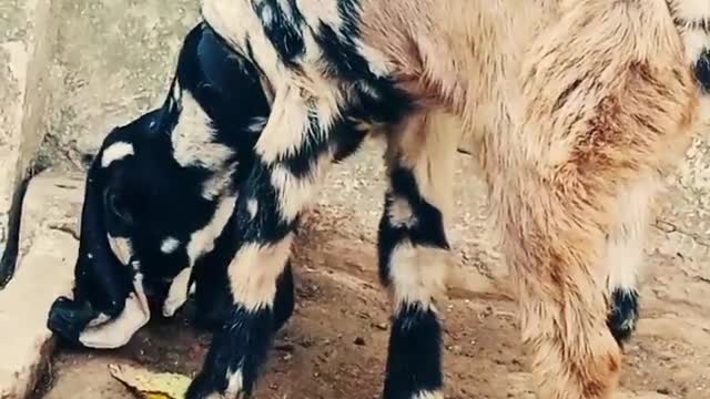 Goat Loving With Baby Rabbit