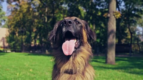Angry Dogs _ Real Guard Dogs _
