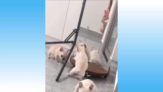 Cute and funny cat videos with owners part 10