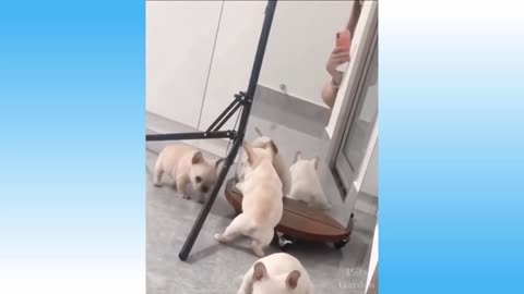 Cute and funny cat videos with owners part 10