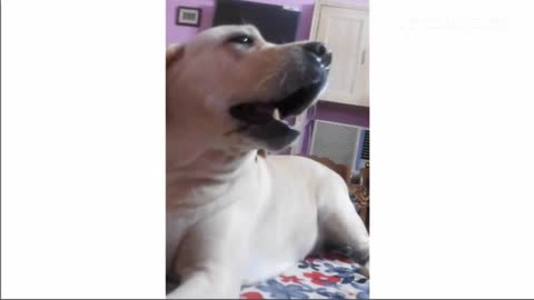 Beat boxing dog