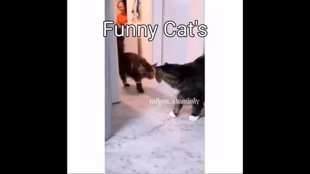 Funny Cat's videos#unlimited fun comedy#mind fress funny video