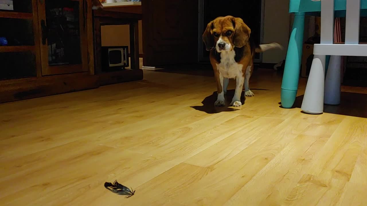 The dog marveled at the complexity of the feathers