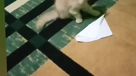 Kungfu cat