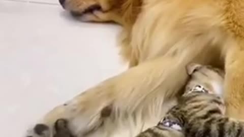 SO LOVELY AND FUNNY