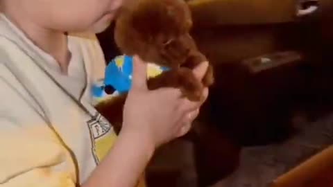 🐕baby dog2021🐶cute dogs🐕 funny dog,🐶dog compilation🐕short video🐶 cute animals videos🐕