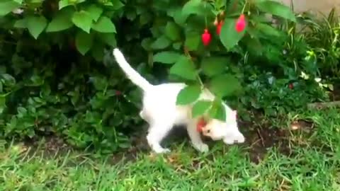 Nice cat