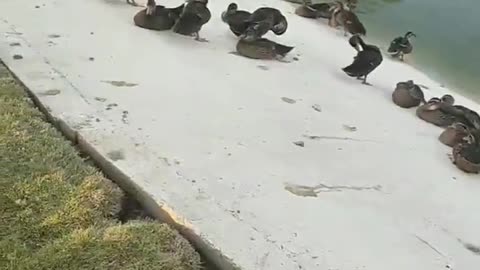 Ducks in Tianhe