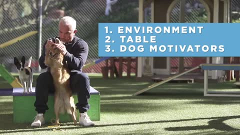 HOW TO TEACH YOUR DOG ANYTHING! With Cesar Millan!"