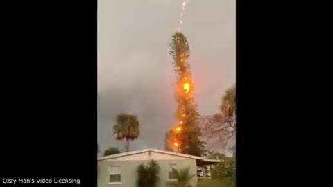 Lighting Meets Tree