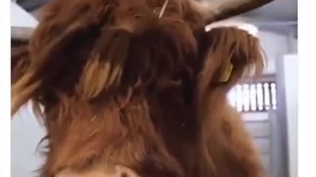 Bill Gates genetically modifying and vaxing livestock in UK