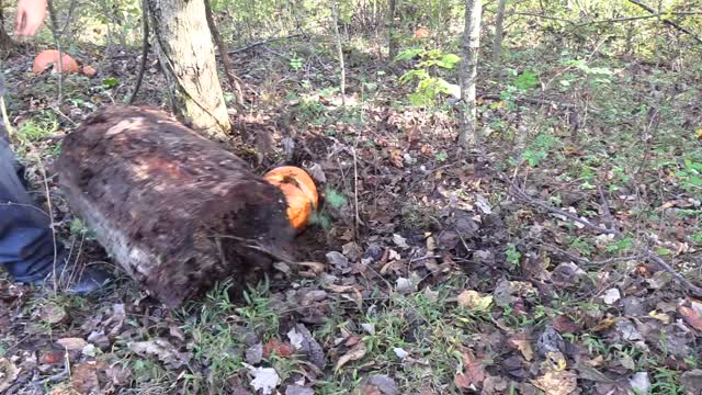 Pumpkin Killing Methods VIII