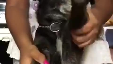 Dog Dance
