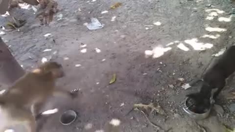 बंदर को उंगली करना भारी पड़ गया | Monkey funniest moments caught on camera | Monkey funniest moment